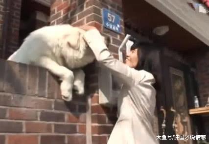 大白熊站在围墙边，见人就大叫出来，路人回头一看都乐坏了！