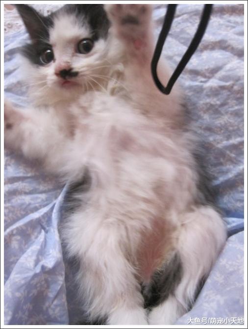 先天瘫痪的小奶猫20天就没了妈妈，被好心人收养后获得满满的爱