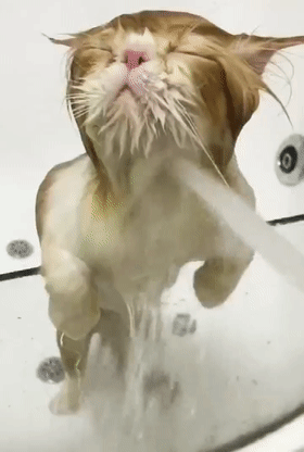 加菲猫爱洗澡，一冲水就眯着眼睛享受，猫：真安逸……