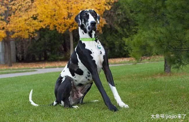 狗狗突然肚子鼓成球两度命悬一线，这种普遍的错误观念成害狗元凶