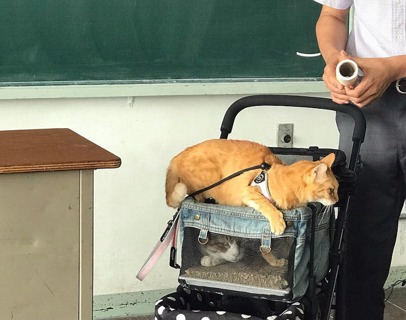 真事！科技公司的CEO竟然聘任两只猫咪为员工并带它们到处旅行