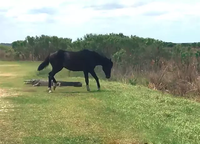 野馬正低頭吃草，一抬頭發現前面躺了條大鱷魚，上去就給了它兩腳