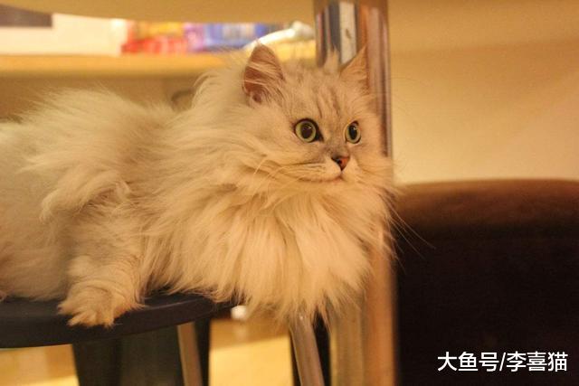 铲屎官最容易忽略的五点养猫常识，猫咪健康问题需从日常细节入手