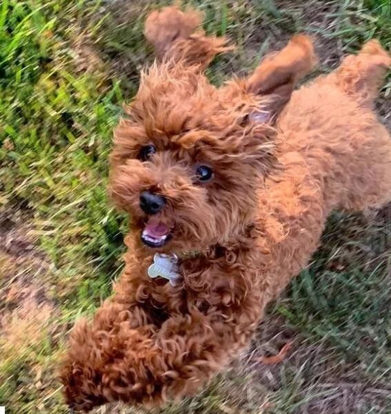 泰迪狗丢失，宠主悬赏10000美元只为找到它，承诺无条件兑现