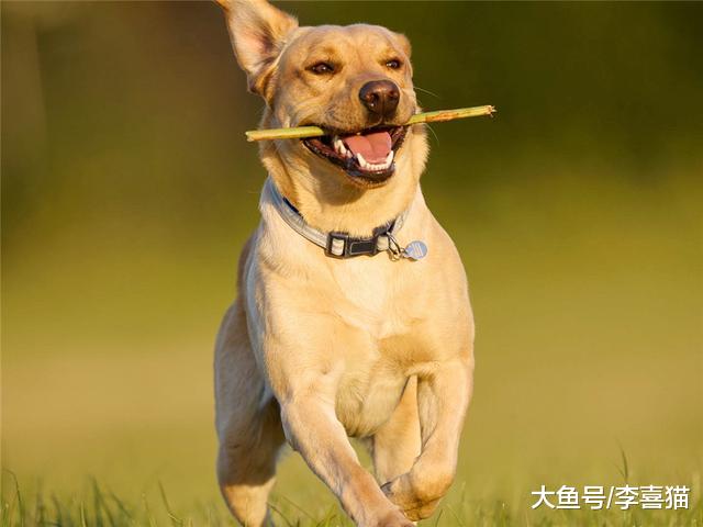 狗狗长期不刷牙易患多种口腔病，主人需掌握四点爱犬牙齿护理方法