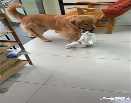 金毛捡了只狸花猫，每天过着“没羞没臊”的生活，主人都快嫉妒了