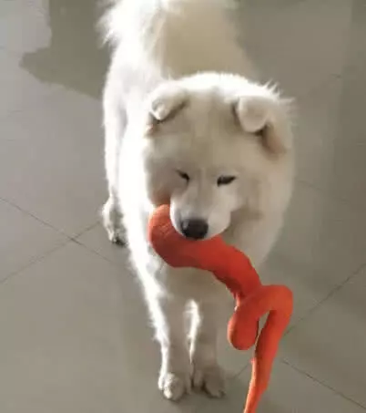 流浪狗狗自来熟，蹭了两顿饭之后，狗狗不肯走了