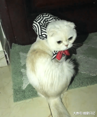 在猫咪心里，至少有五种情况能让它们离家出走，只有一个是因为爱