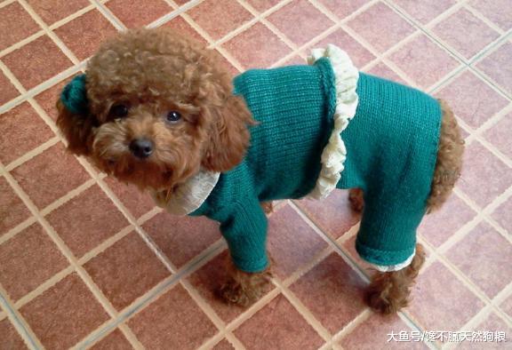 狗狗的这些动作，不一定是撒娇发脾气，有可能是向你求救