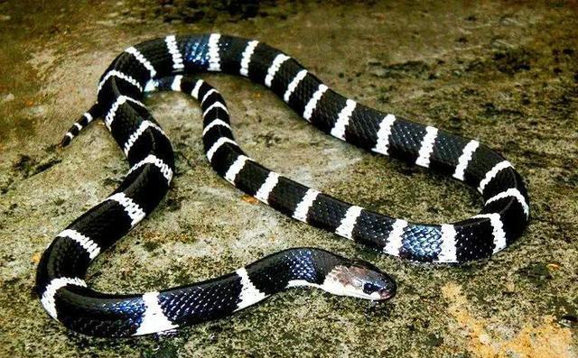 这种蛇是澳洲以外的地表最强毒蛇，眼镜蛇对它来说也只是一顿饭