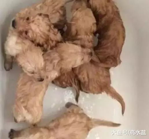 金毛回村被祸害，主人火冒三丈，看到小奶狗时却美滋滋