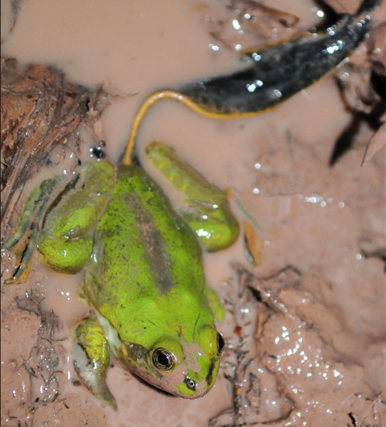 长着巨尾的青蛙，让专家意外！