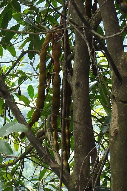 糟心植物大pk，谁是赢家？