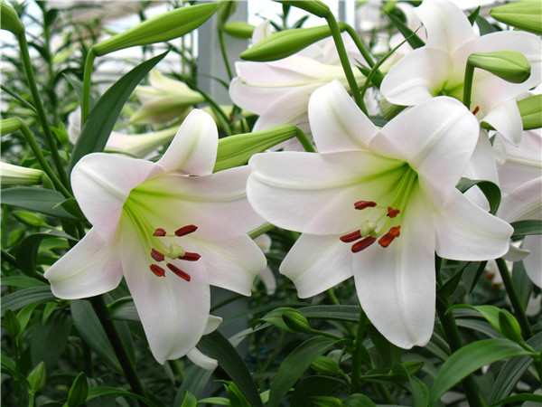 这些绿植不适合摆放在室内，你要知道！