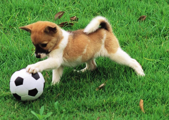 怎么训练狗狗，才能让它像别人家的狗狗一样聪明？看过这几点你就知道了