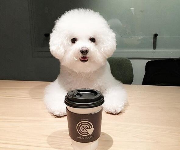 你认为这样做是为了比熊好, 却不知道它在承受不必要的痛苦!