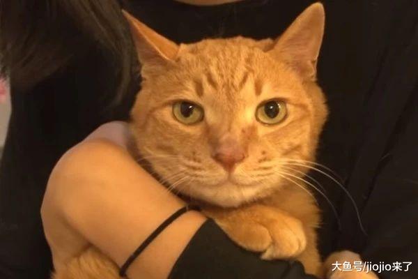 橘猫被弃养心碎绝食整整三个月，暴瘦到脸颊凹陷，新主人心疼落泪