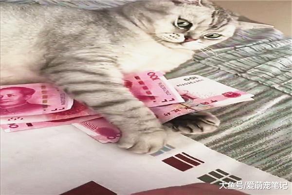 英短猫看到这么多人民币，立马化身“守财奴”，主人也拿不走分毫