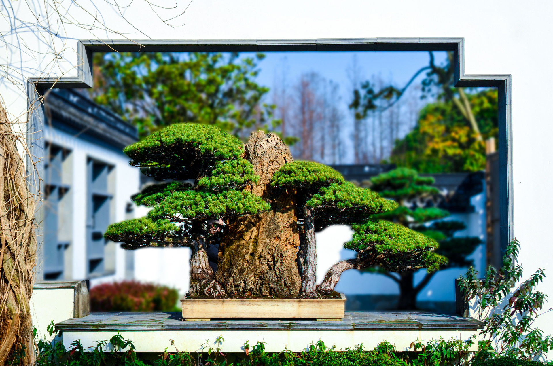家居装饰 | 家中放盆景，赏心又悦目