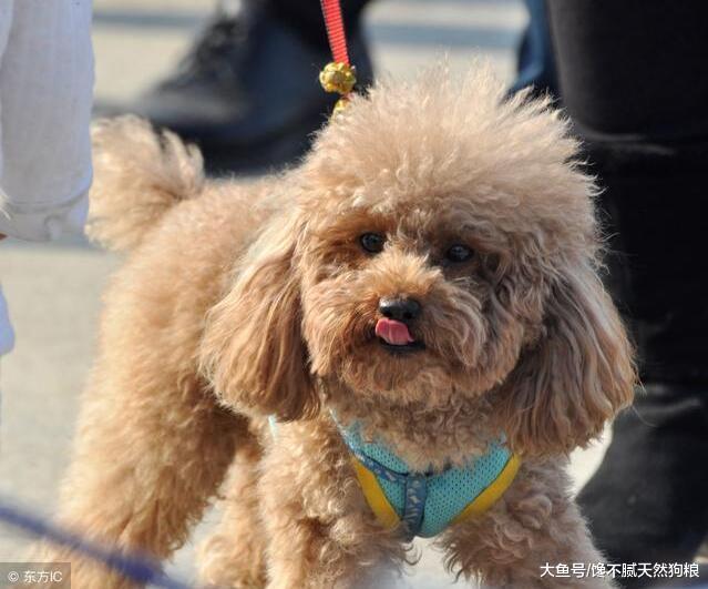 饲养泰迪犬久了，我觉得自己得了5个坏毛病，想改也改不了！