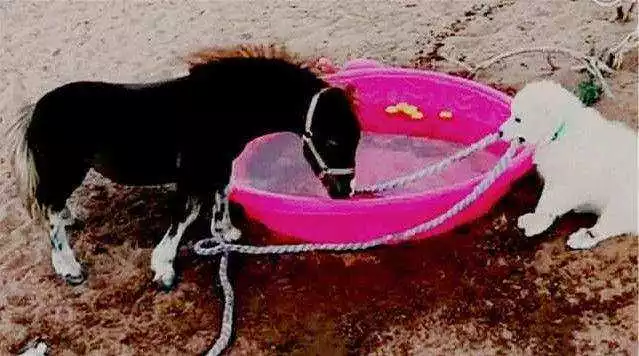 不怕养狗太操心，就怕狗子瞎操心！