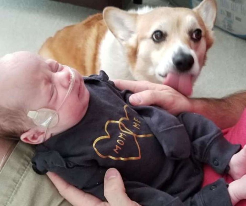 当它意识到女主人怀孕后寸步不离，双胞胎出生又担任“全职保姆”