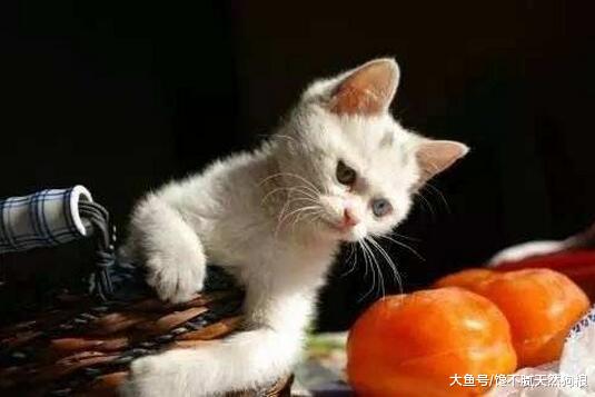 谨记！这“5种水果”猫咪绝不能吃！