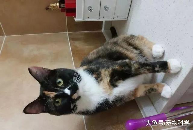 我相信绝大多数家养狸花猫都是捡来的