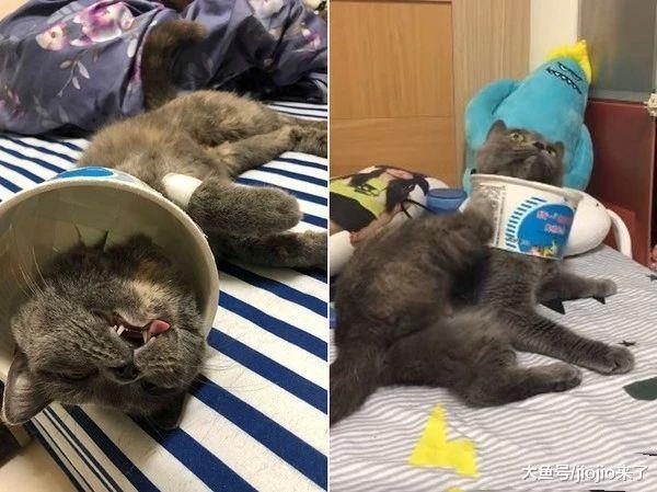 主人怕剛做完結扎的愛貓舔傷口，又不想多花錢，于是它誕生了……