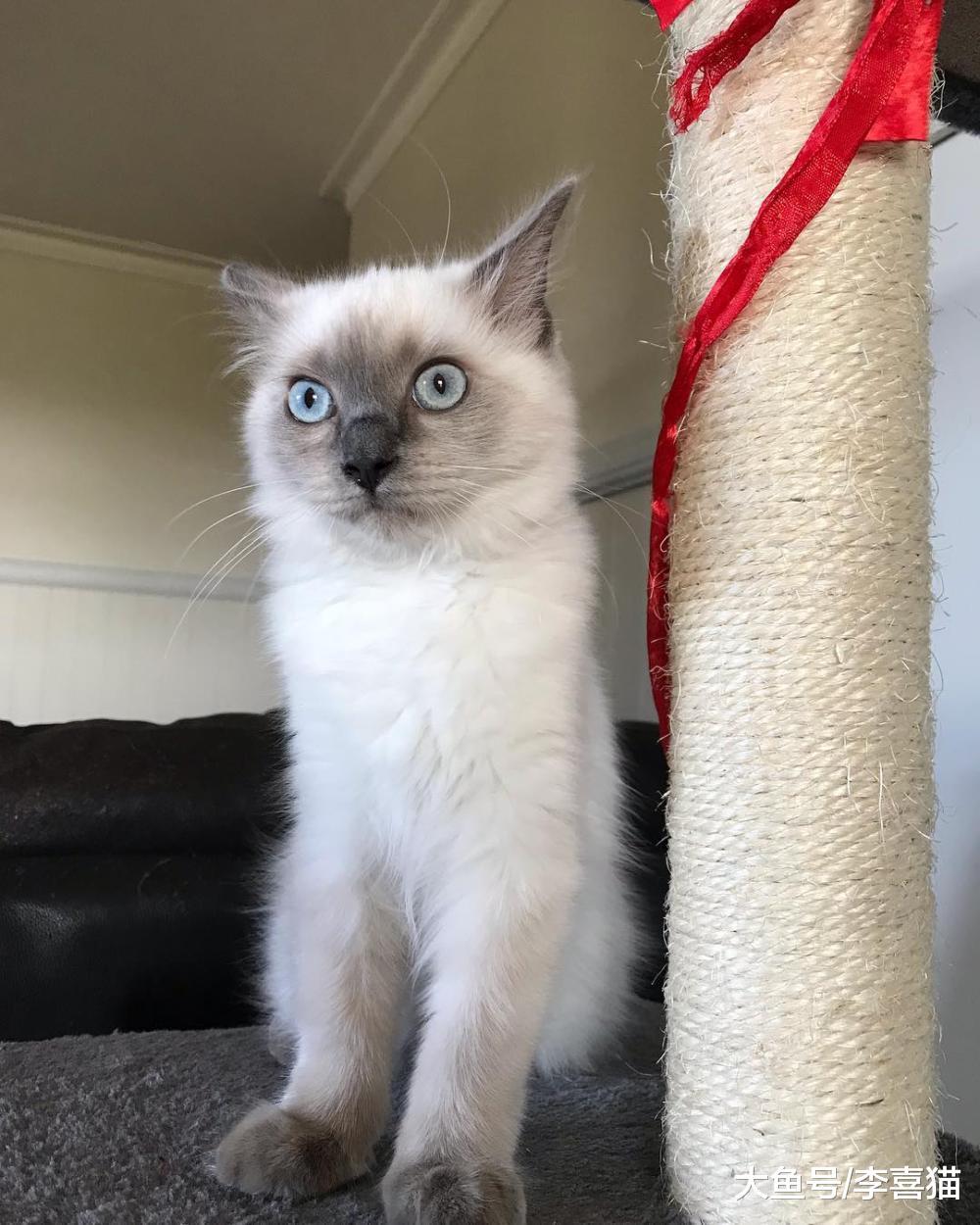 貓咪挑食不吃東西餓幾頓就好？事情可能沒那么簡單，別急著下定論