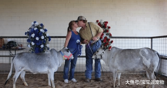 美国农民培育出世界最小的牛，如宠物狗般大小，很粘人