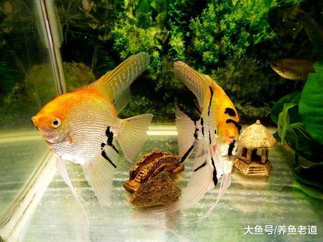 神仙鱼和七彩神仙鱼相比，哪个更容易繁殖，各有什么优缺点？