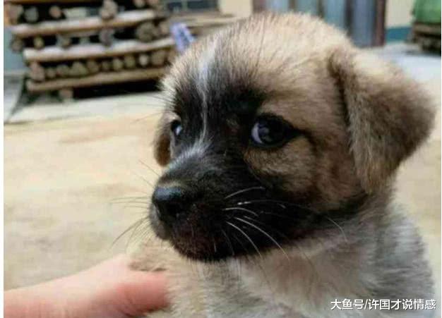 男子花费两百元，购买了一只“天眼狗”，网友们看后却不淡定了！