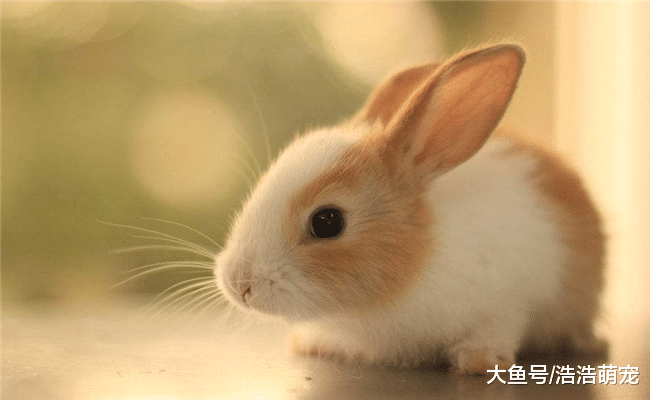 5種長得可愛，價格又低的寵物，它們之中有你喜歡的嗎？