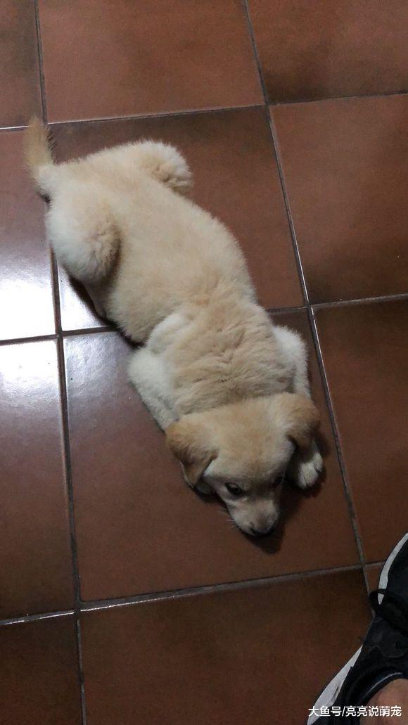 被拉布拉多萌萌的外表蒙蔽了双眼，它在太活跃了，天天撕家