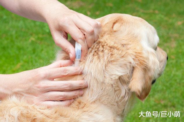 夏天准备带狗狗玩个爽？你需要注意这十种危险，别让快乐变成悲剧
