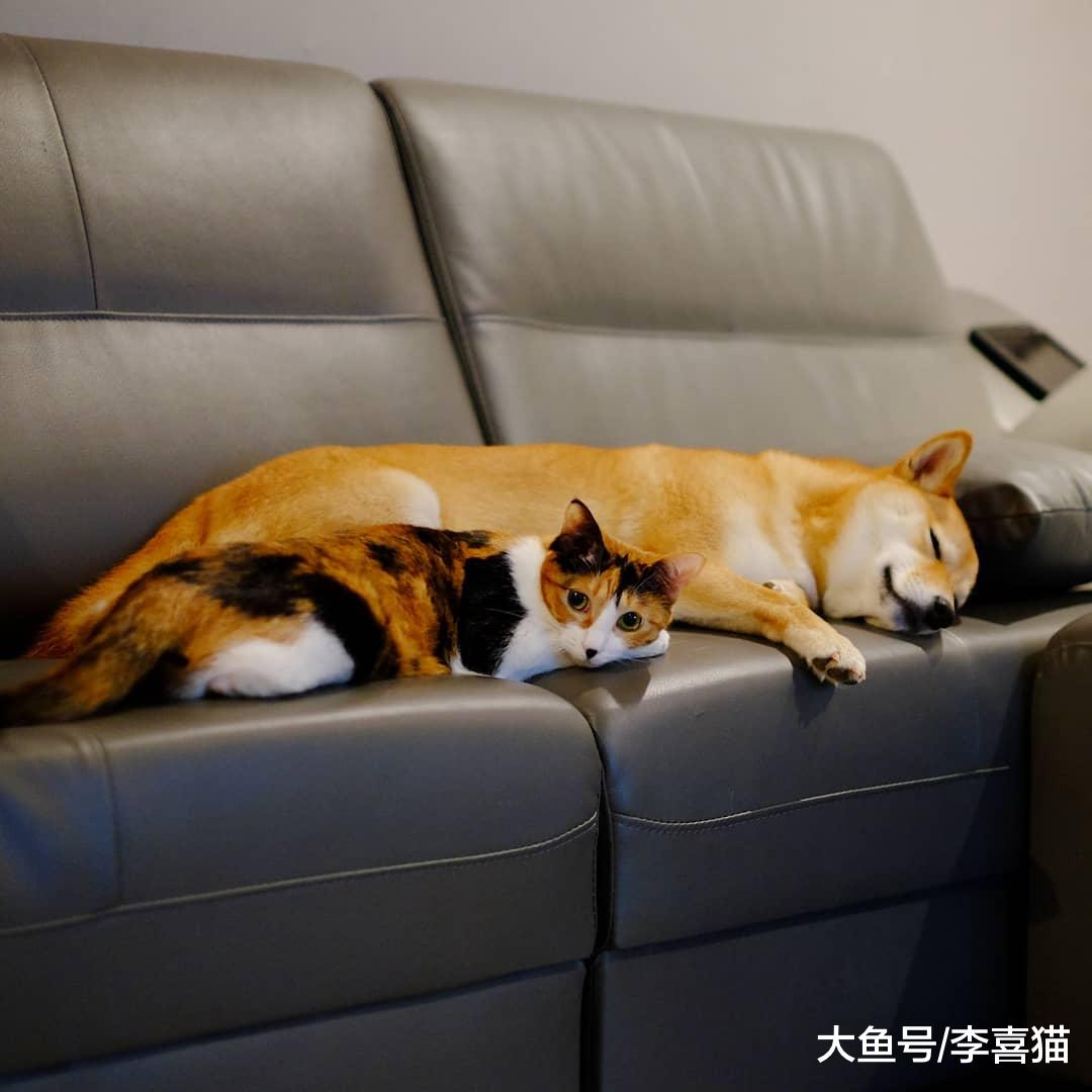 貓咪和狗狗并不是一輩子的宿敵，做到這幾步就可以讓它們友好相處