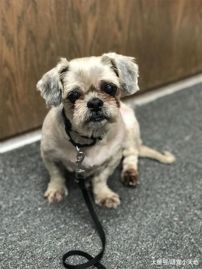 清理屋子惊见一团不明物体，数小时拯救后发现，原来是只小可爱！