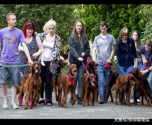 狗妈一胎生16只，被一群好心人领养，一年后再相聚时让人感动！