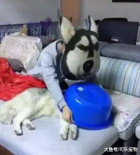 听说养狗时间越长，狗和主人会越来越像，还会带给主人沙雕气质