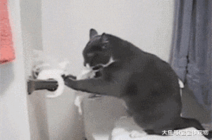 猫咪恨主人的十种表现 用猫爪拆家、发情期连夜直叫（猫奴必看）