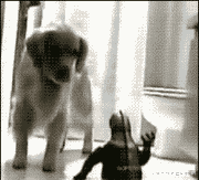 最“没用”的5种狗狗, 胆小如鼠, 就一个字——“怂”!