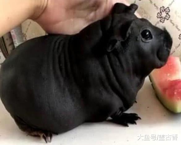 朋友送了只黑色“小狗”，看到后觉得有些怪异，网友：是老鼠吧！