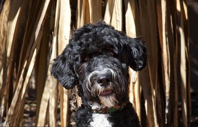 擅长捕鱼的狗，养一只不愁没鱼吃，大家要不要养一只呢