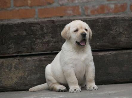 训练拉布拉多犬正确排便时常遇到的几件事