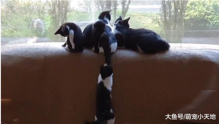 喂养1年半的流浪母猫带4宝入住, 沙发上舔毛成最美风景