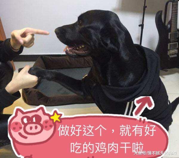 大部分狗狗有的5个坏习惯, 尤其第3个, 绝对容不得!