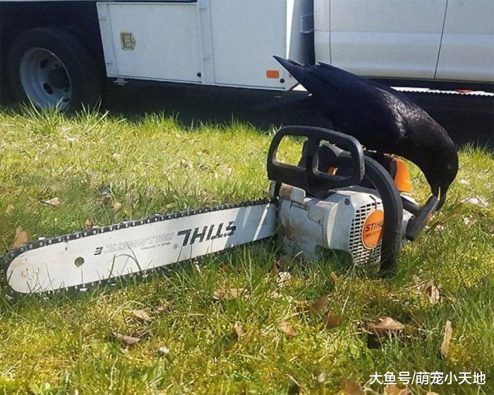 面露凶光！２４张具有威胁感的动物，可爱的你们去哪了？！