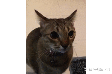 猫咪没得到食物感觉被耍，怒扇铲屎官不解气，临走时又狠狠瞪一眼