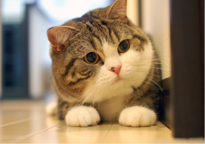 我的猫咪养成日记，猫奴们注意了，这些东西不要给它们吃